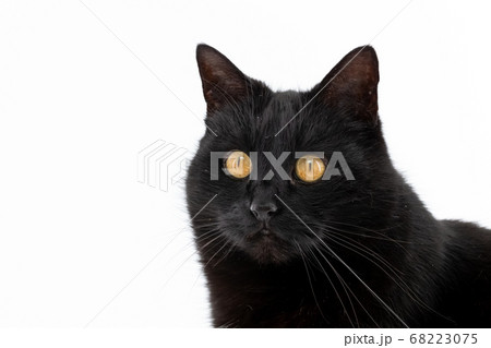 A beautiful black cat poses on a white background 68223075