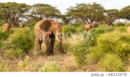 Many elephants go through the bushes in a jungle 68223078
