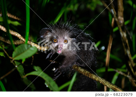 The rare Aye-Aye lemur that is only nocturnal 68223079