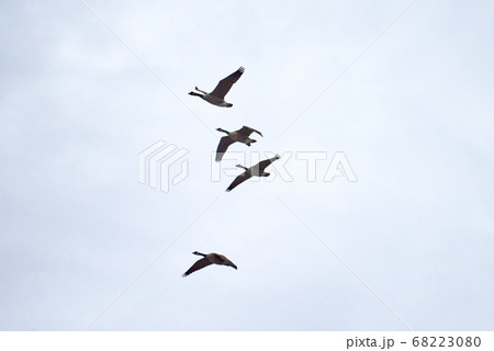 4 flying geese 68223080