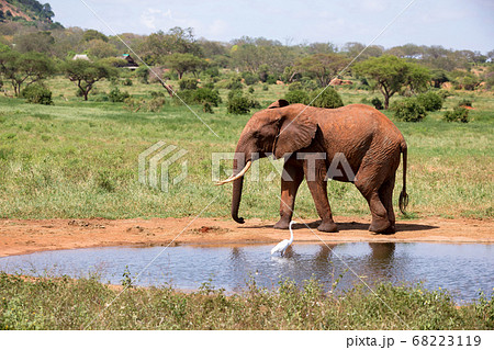 An elephant on the waterhole in the savannah of An elephant on the waterhole in the savannah of 68223119