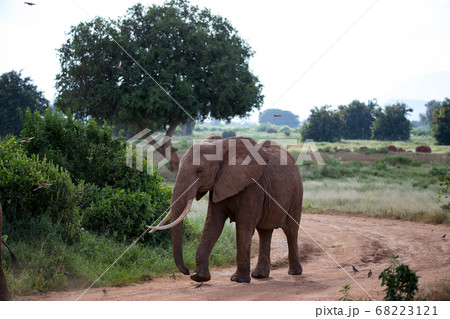 A big red elephant walking on the road 68223121