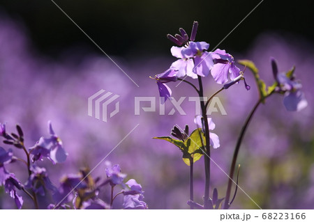 ムラサキハナナ 68223166