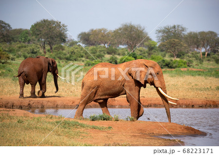 A family of red elephants at a water hole in the A family of red elephants at a water hole in the 68223171