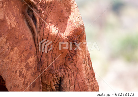 The face of a red elephant in close-up The face of a red elephant in close-up 68223172
