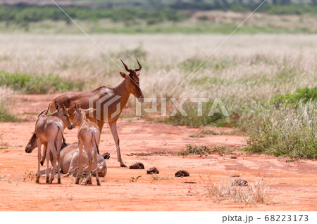 A family of Topi antelopes in the Kenyan savannah 68223173