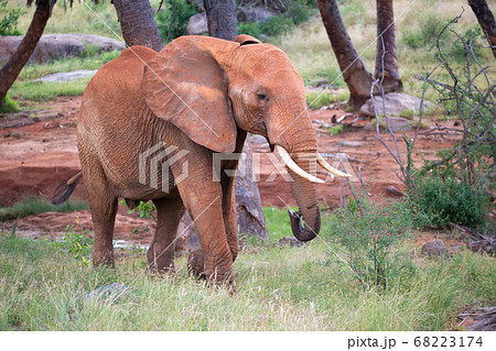 A red elephant walks among the palm trees and 68223174
