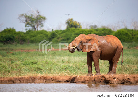 One red elephant is drinking water on the 68223184