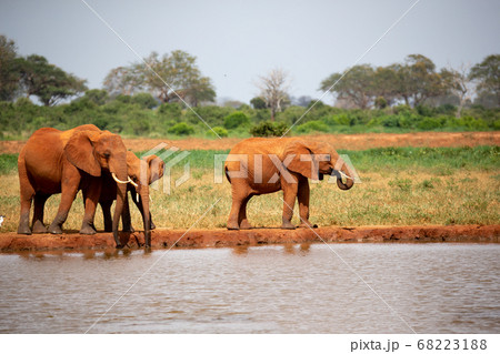 Family of elephants drinking water from the Family of elephants drinking water from the 68223188