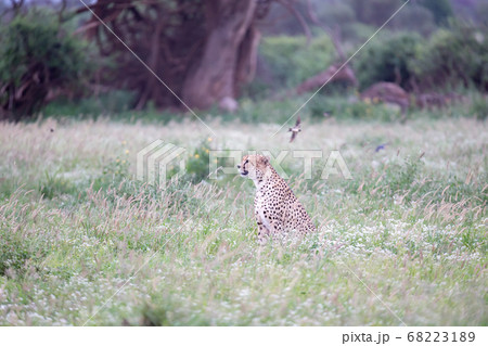 Cheetah in the grassland in the national park Cheetah in the grassland in the national park 68223189