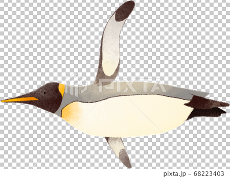 King penguin 68223403