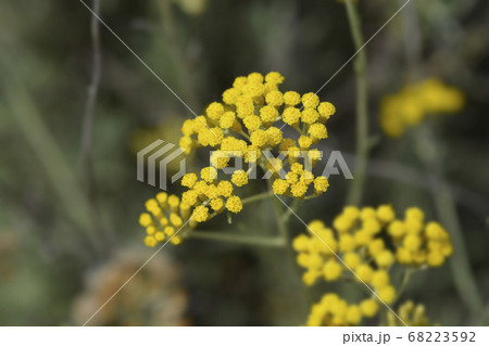 Italian everlasting flowers 68223592