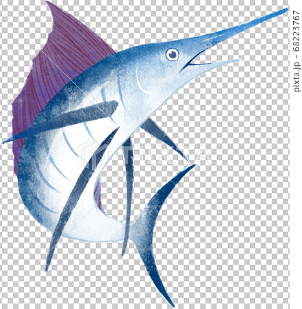 Sailfish -Indo-Pacific sailfish- 68223767