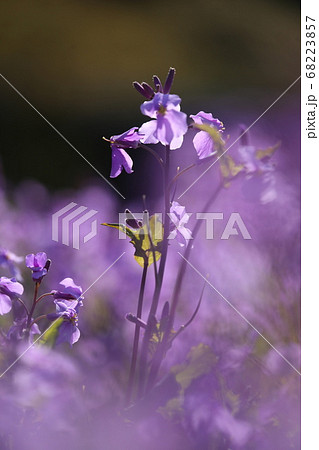 ムラサキハナナの花の写真素材