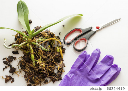 Orchid prepared for transplant lies on the soil for orchids. On the table are scissors, rubber gloves, Orchid prepared for transplant lies on the soil for orchids. On the table are scissors, rubber gloves, 68224419