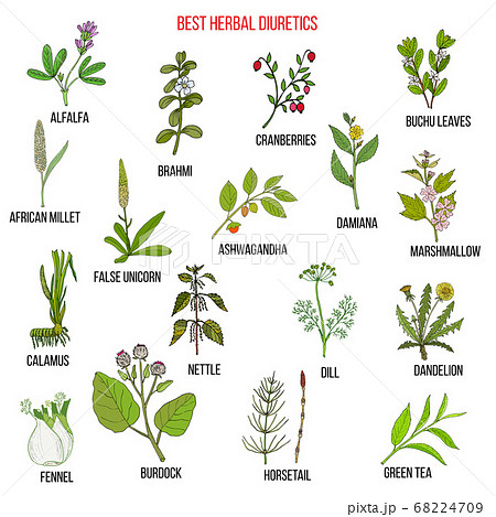 Best diuretic herbs set 68224709