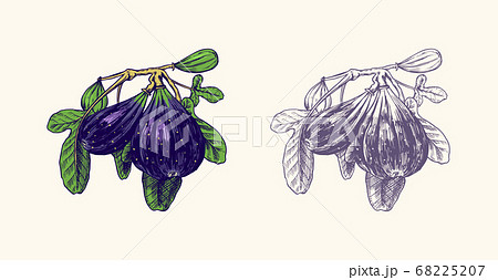 Fresh fig. Fruit Foliage. Detox spice. Vector Engraved hand drawn sketch for stamp, t-shirt or 68225207