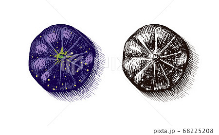 Fresh fig. Fruit Foliage. Detox spice. Vector Engraved hand drawn sketch for stamp, t-shirt or Fresh fig. Fruit Foliage. Detox spice. Vector Engraved hand drawn sketch for stamp, t-shirt or 68225208