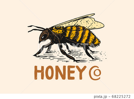 Honey and bees. Vintage logo for typography, shop or signboards. Badge for t-shirts. Hand Drawn 68225272