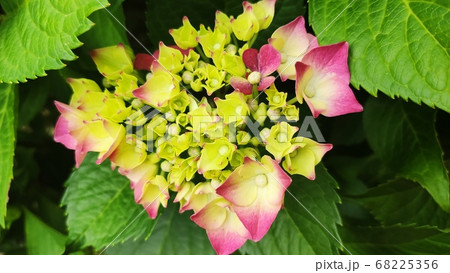 アジサイ 花 植物 68225356