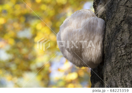 Rare Lion's Mane Mushroom (Hericium erinaceus) Rare Lion's Mane Mushroom (Hericium erinaceus) 68225359