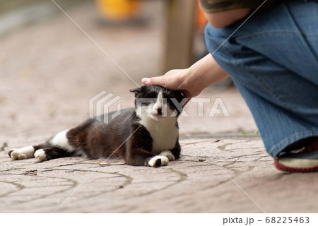 猫に癒されて 白黒猫 猫に癒されて 白黒猫 68225463