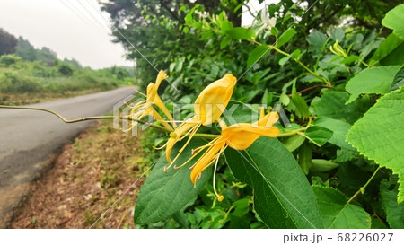 花びら 屋外 葉 68226027