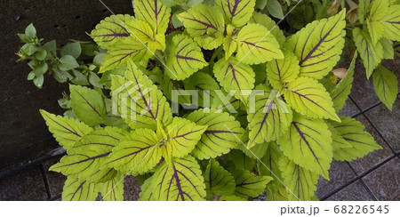 コリウス　 68226545