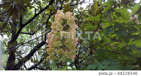 カシワバアジサイ 68226546