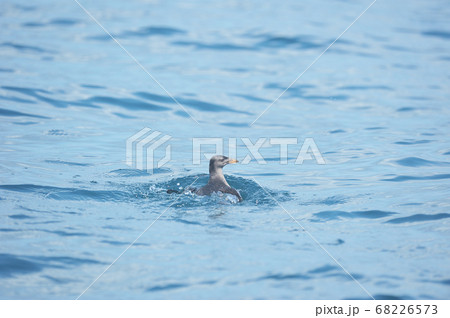 知床の海で出会ったウトウ(北海道・羅臼沖) 知床の海で出会ったウトウ(北海道・羅臼沖) 68226573