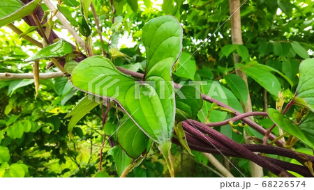 山芋 マ 屋外 68226574
