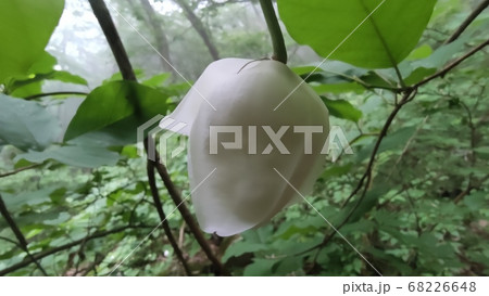 オオヤマレンゲ 冬の雪 花びら 68226648