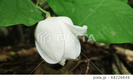 オオヤマレンゲ 白 白色 68226649