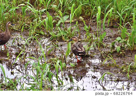 水辺を歩くカルガモ 68226764