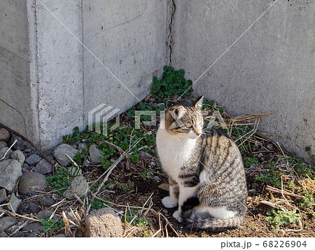 しっぽ巻き座りで横を向いているキジ白の猫の写真素材