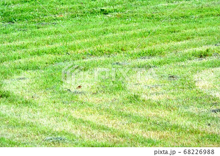 グランドの芝刈り跡 68226988
