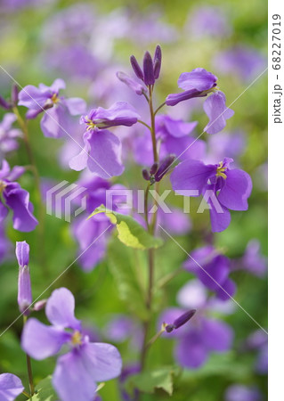 オオアラセイトウ 大紫羅欄花 花 花びら 紫 屋外 マクロの写真素材