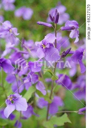 オオアラセイトウ 大紫羅欄花 花 花びら 紫 屋外 マクロの写真素材