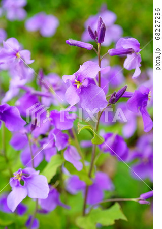 オオアラセイトウ 大紫羅欄花 花 花びら 紫 屋外 マクロの写真素材