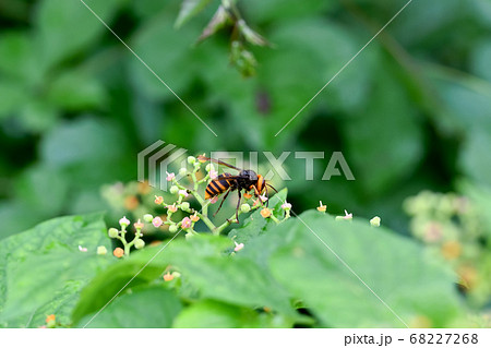 コガタスズメバチ 68227268