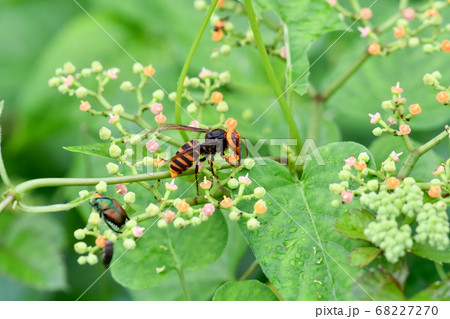 コガタスズメバチ 68227270