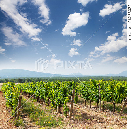 Landscape of vineyard Landscape of vineyard 68228025