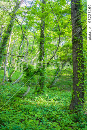 蔦に覆われた森【初夏の小谷村】 蔦に覆われた森【初夏の小谷村】 68228160