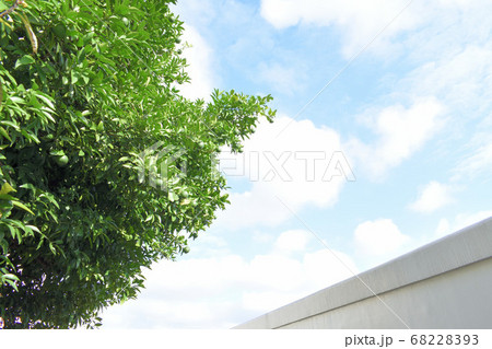 木と壁の向こうの青空 木と壁の向こうの青空 68228393