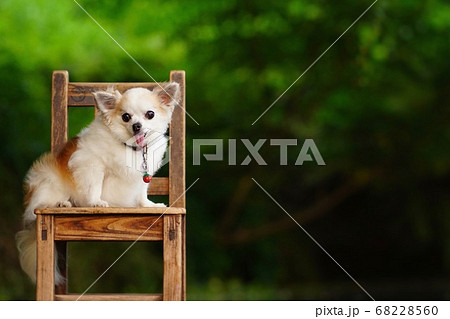 椅子に座る犬の写真素材