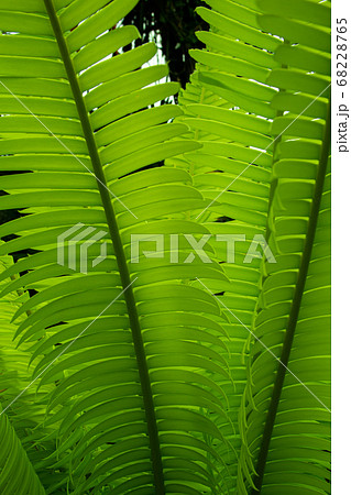 It is Green leaf texture for pattern It is Green leaf texture for pattern 68228765