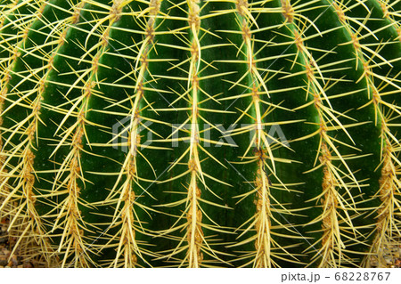 Cactus macro detail. Cacti closeup 68228767