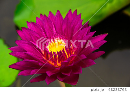 Top view of beautiful pink lotus flower Top view of beautiful pink lotus flower 68228768