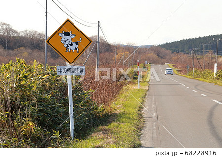 北海道 牛横断注意道路標識の写真素材 68228916 Pixta