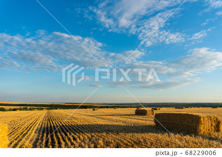 Summer Landscape with Wheat Field At Sunset 68229006